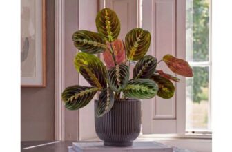 Prayer Plant in Ceramic Pot