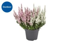Bicolour Heather 2733cm Plant in a 12cm Pot