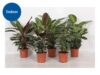 Calathea Mix – large plant