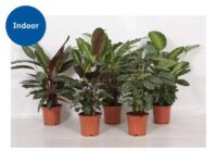 Calathea Mix – large plant