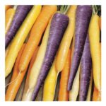 Johnsons Carrot Harlequin F1 Vegetable Seed Pack