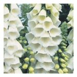 Johnsons Foxglove Alba Flower Seeds