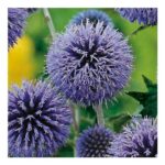 Johnsons Globe Thistle Echinops Flower Seeds