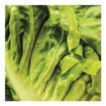 Johnsons Lettuce Little Gem Pasatiempo Vegetable Seeds 500 Pack