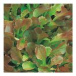 Johnsons Red Salad Bowl Lettuce Seeds 1200 Pack