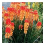 Kniphofia Poco Sunset – Red Hot Poker