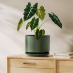 LE TAUCI Ceramic Indoor Plant Pot, 20cm, with Saucer, Green – Sold by GoodieEU / FBA