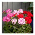 Large Geranium Quantum Mixed – Pelargonium – in Bud & Bloom