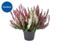 Tri-colour Heather plant in a 12cm pot – Height: 27-33cm