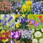Ultimate Spring Bulb Bundle (worth £74.92)