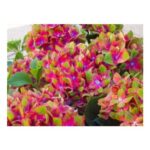 Wackerbarth Hardy Hydrangea Shrub