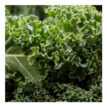 Westland Autumn Curly Kale Seeds Fresh & Tasty