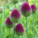 100 Allium bulbs free, just pay postage