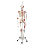 3B Scientific Human Anatomy Skeleton Model Sam – with Muscles and Ligaments, On Hanging Stand A13/1 free Anatomy App