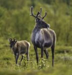 Adopt A Reindeer At Wildwood Trust With Park Entry Included – Basic Package