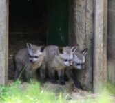 Africa Alive (Suffolk) Family Pass for 2 Adults & 2 Children – Half Price
