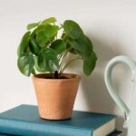 Artificial Real Touch Money Plant in Terracotta Ceramic Plant Pot – Instore Only