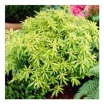 Choisya Dewitteana Goldfingers – 9cm Pot