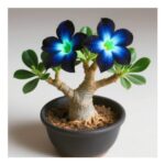 Desert Rose Bulbs – Perennial, Fragrant Ornamental Flowers