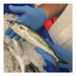 Mackerel (Cornish) 1kg