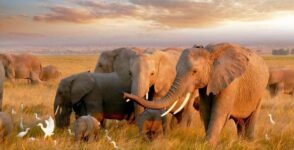 South Africa Safari Stay Inc Flights & Transfers 7/10/12 or 14 Nights Royal Marlothi Kruger Safari Lodge 2 Adults E.g. 4 Nov 2026