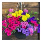 Thompson & Morgan Tutti Frutti Preplanted Hanging Basket 35cm