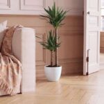 Verve Large Yucca / 2 Stem Dragon / Calathea / Monstera / Ficus Rubber / Weeping fig – In 24cm Ceramic Decorative Pot (free cc only)