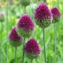 100 Allium bulbs free, just pay postage