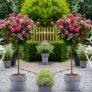 2 x Patio Standard PINK / RED Rose Trees circa 100cm tall – In Bud & Bloom