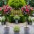 2 x Patio Standard PINK / RED Rose Trees circa 100cm tall – In Bud & Bloom