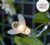 20 Bee LED Solar Fairy Lights