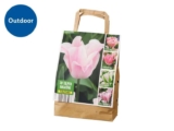 30-pack Tulip Bulbs in various colours – for Outdoor planting