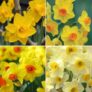 32 Daffodil Bulbs Free £5.95 p&p