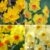 32 Daffodil Bulbs Free £5.95 p&p