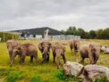 40% off Blackpool Zoo Tickets 18th July – 31st December with code