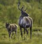 Adopt A Reindeer At Wildwood Trust With Park Entry Included – Basic Package