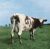 Atom Heart Mother Gatefold, 12 vinyl sleeve-jacket Pink Floyd