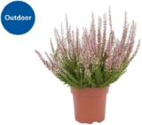 Autumn Heather Outdoor Plant (Calluna, 12cm Pot)