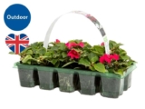 British Bedding Plants – 10 x Pack