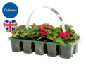 British Bedding Plants – 10 x Pack