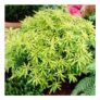 Choisya Dewitteana Goldfingers – 9cm Pot