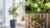 Citrus Trees Collection Lemon, Lime and Orange 3 Potted Plants (using code) – sold by Thompson & Morgan