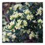 Coronilla Glauca Citrina – 9cm Pot Grown Plant