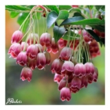 Enkianthus Campanulatus Red Bells – 30cm Plant