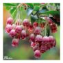 Enkianthus Campanulatus Red Bells – 30cm Plant