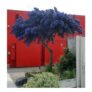 Evergreen California Lilac Tree – Patio Standard Ceanothus CONCHA Tree