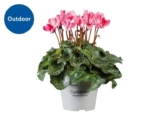 For autumn & winter – Cyclamen for £2.99 and Celosia (edible flowers) for £3.49