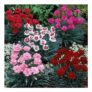 Fragrant Cottage Garden Pinks Dianthus – in Bud & Bloom