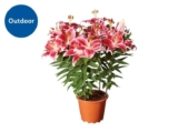 Fragrant Oriental Lilies for outdoor planting