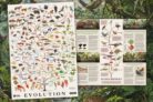Free BBC Evolution Poster